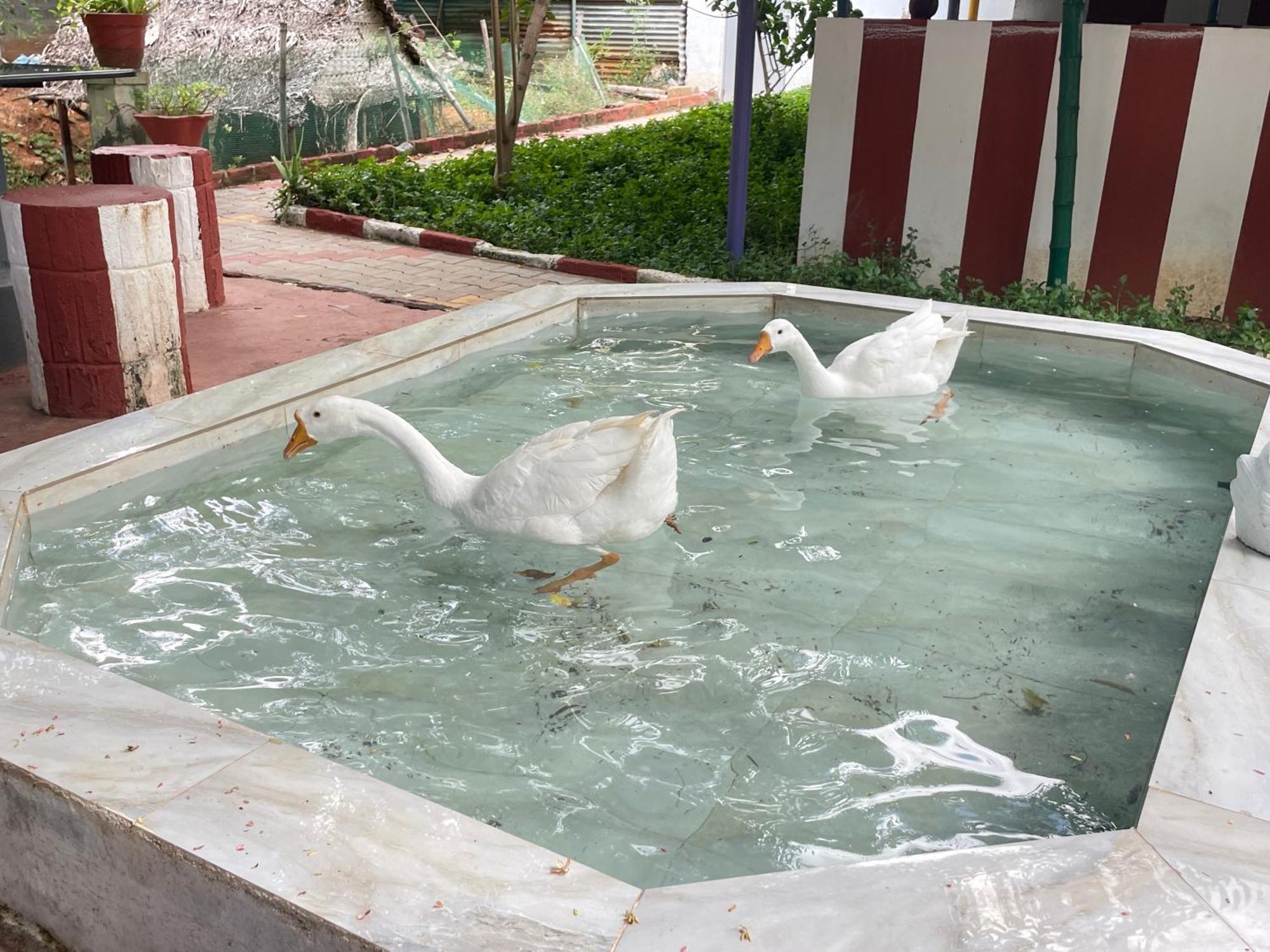 Chola Heritage Resort Karaikudi Eksteriør billede